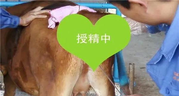 母牛人工输精时间