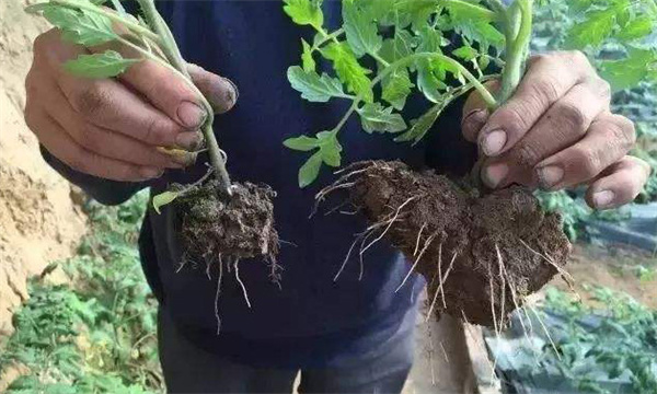 与露地果树相比