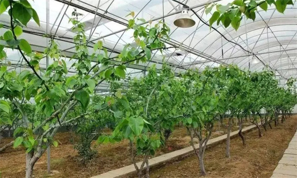 设施果树的发育期的优势与不足
