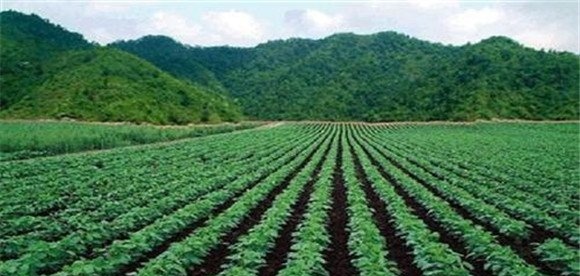 绿豆种植时间