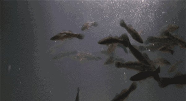 怎样根据鱼的动态推断水质好坏