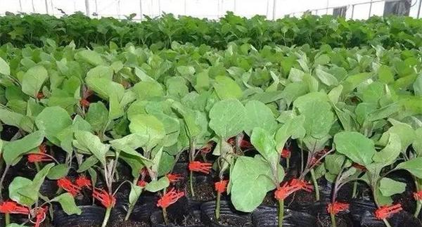 大棚茄子育苗常用的无土栽培基质有哪些