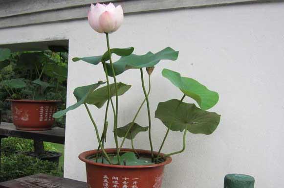 花卉的养殖方法