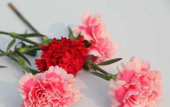 中药材种植