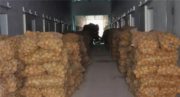 马铃薯的贮藏条件要求