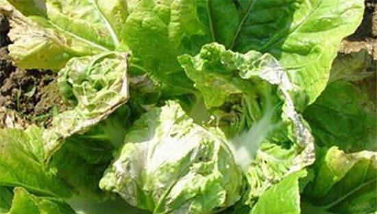 大白菜病虫害防治：白菜病毒病、霜霉病等