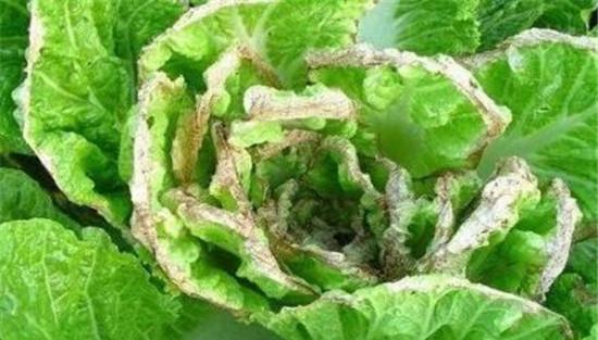 大白菜霜霉病