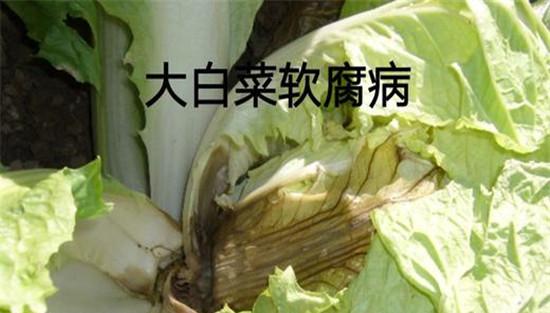大白菜软腐病