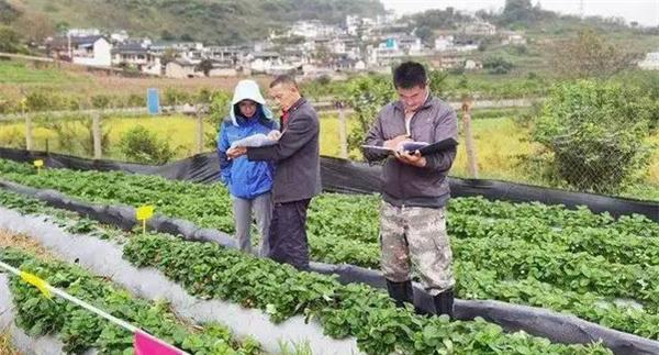 从外地引种草莓应注意哪问题
