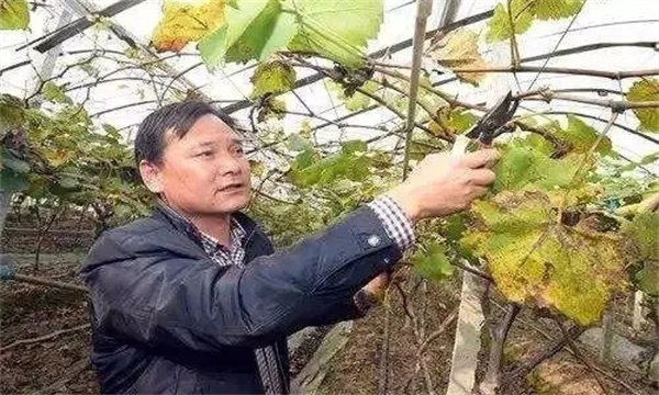葡萄设施栽培果实采收后怎样管理