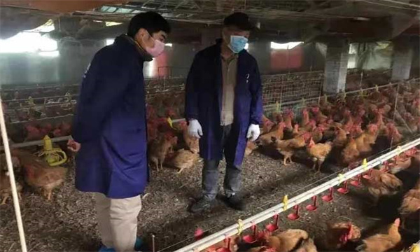 什么是鸡场生物安全