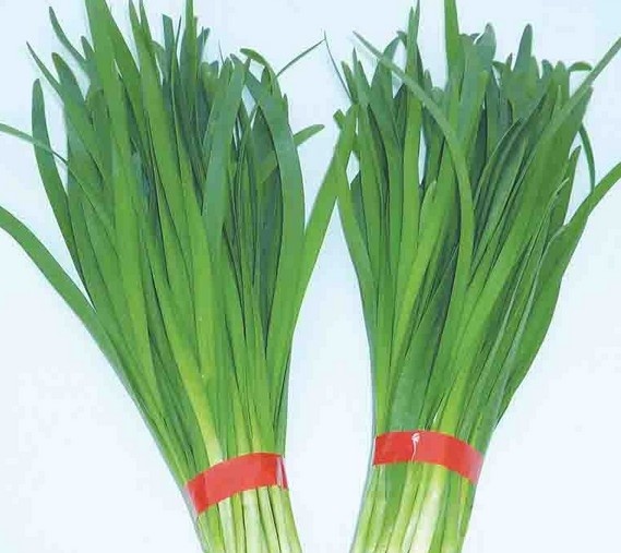 怎样种植韭菜 种植大棚韭菜的方法技巧