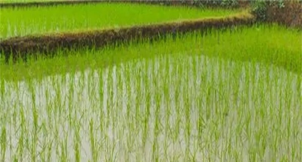 梅雨对水稻播种的影响