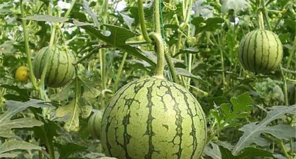 要及时防治害虫