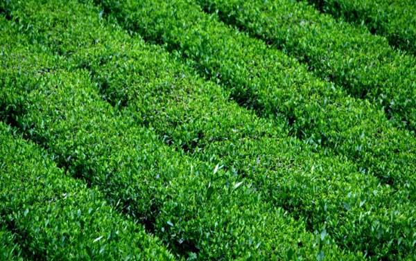 茶叶种植管理方法