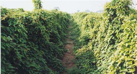 山药的田间管理要点