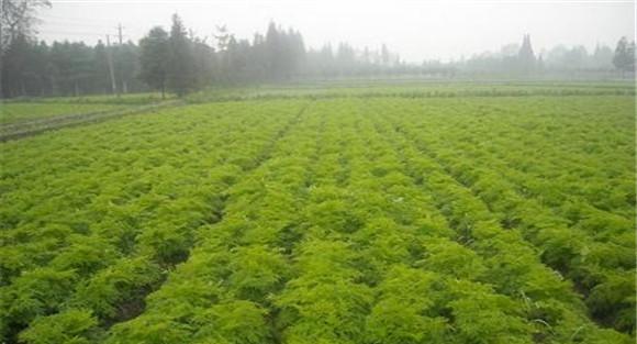 如何种植当归效果好
