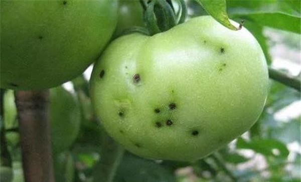 如何防治番茄细菌性斑点病
