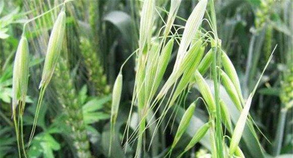 燕麦播种时期、时间