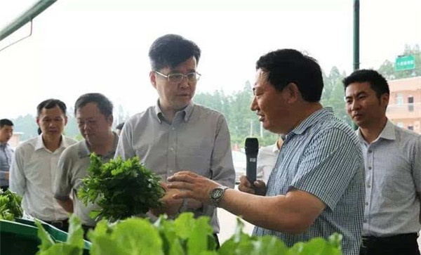 生产无公害蔬菜注意事项