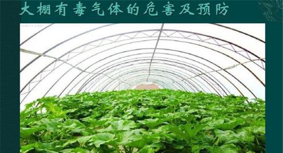 应如何防止棚室内有害气体的危害