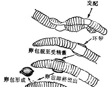 蚯蚓饲养管理技术