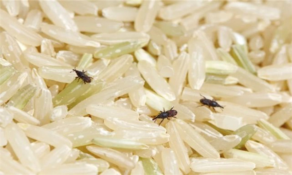 谷物粮食夏天为什么会生虫