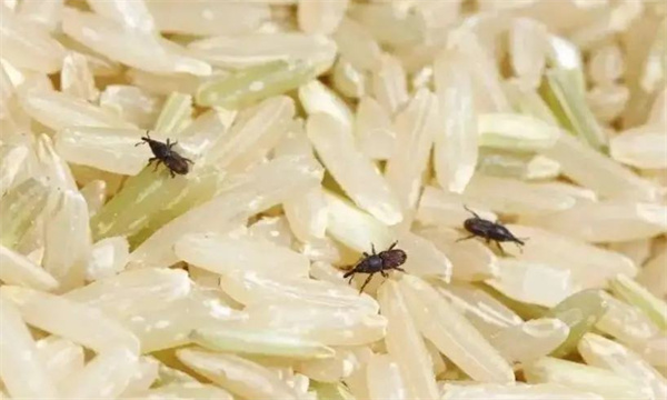 谷物粮食的害虫种类
