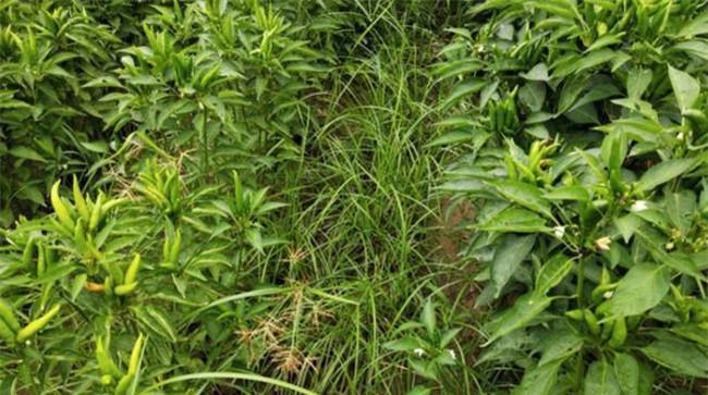 辣椒除草剂打到辣椒上会怎样