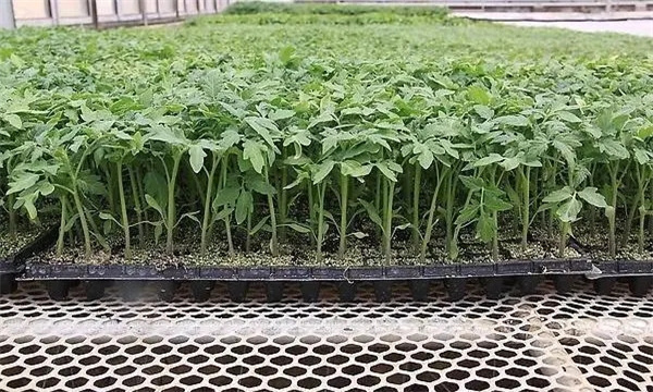 番茄育苗后定植的注意事项