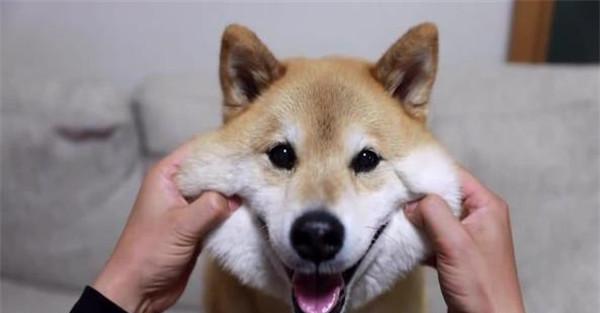 强迫训练