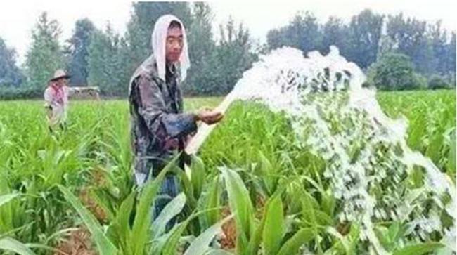 玉米浇水的四个关键时期