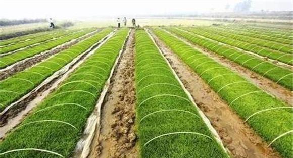 水稻塑盘旱育抛秧技术规范与实施步骤