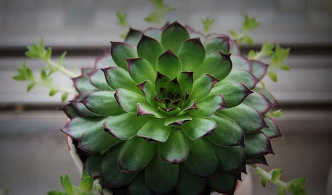 花卉的养殖方法