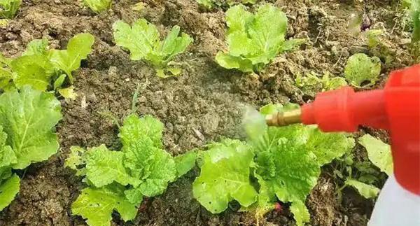 采用叶面喷肥促进大白菜增产