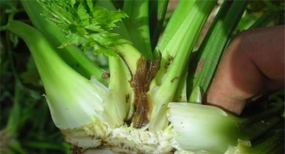 芹菜软腐病防治