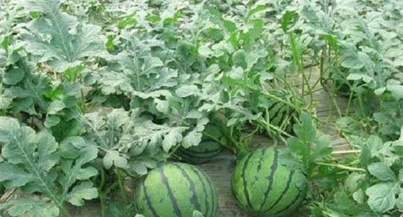 怎样栽培无籽西瓜