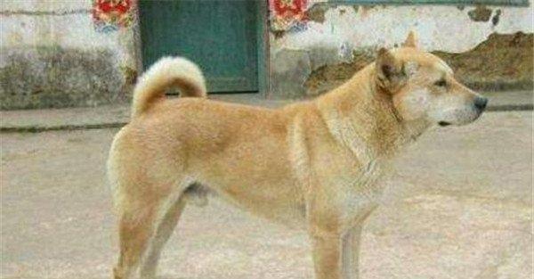 土狗怎么养?养殖土狗注意事项
