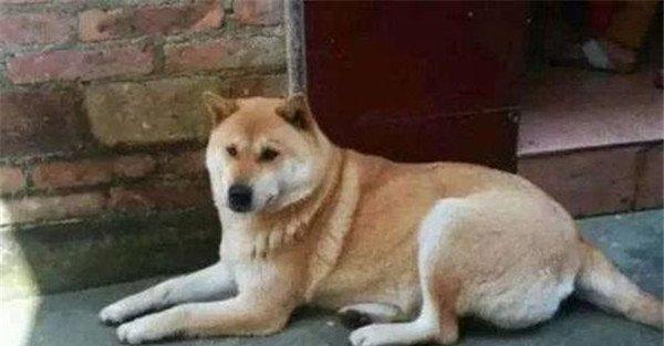 土狗怎么养