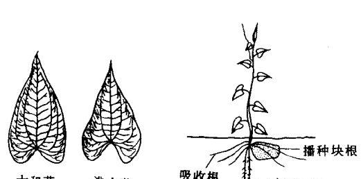 山药种植管理方法