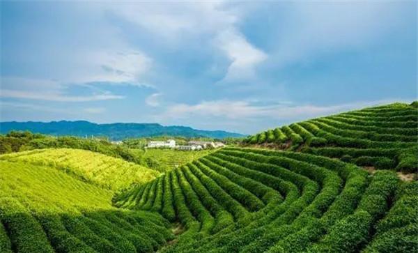 茶园的地势选择要求