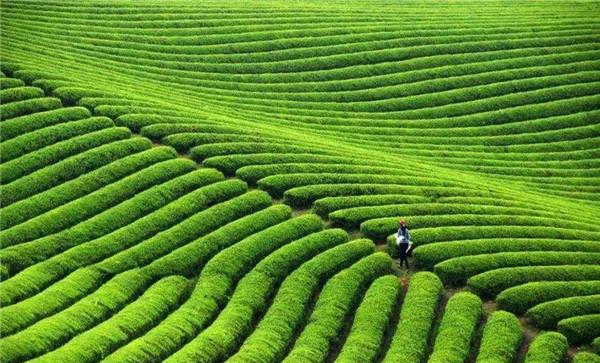 茶园的土壤土质要求