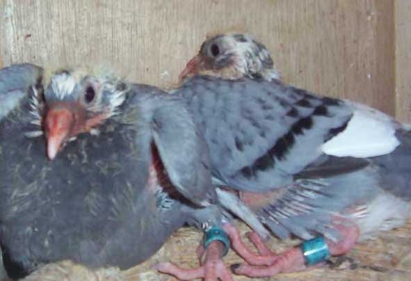 鸽子养殖种用童鸽的管理措施 鸽子管理技术