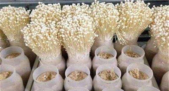 加速金针菇转潮时间的七个关键