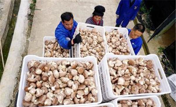 食用菌采收应该注意哪些问题