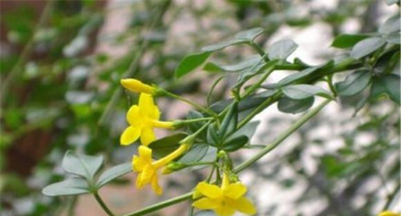 迎春花种植方法