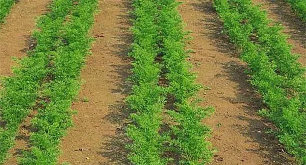 种植胡萝卜何时间苗和定苗、如何中耕除草
