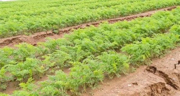 胡萝卜如何中耕除草