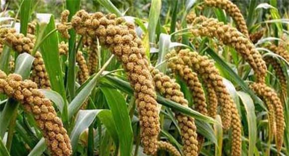 种植小米如何施肥