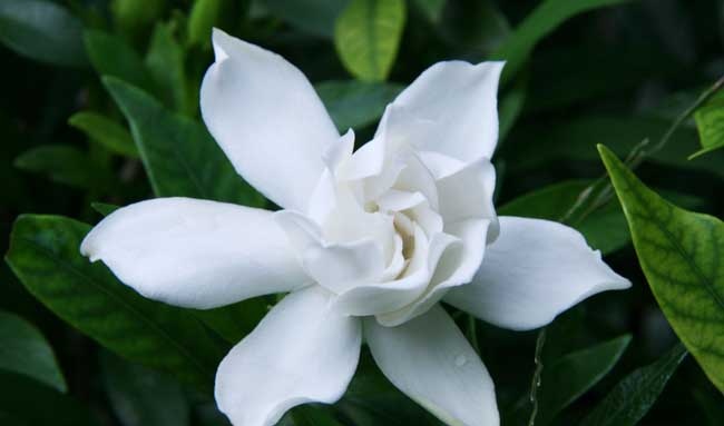 栀子花养殖方法